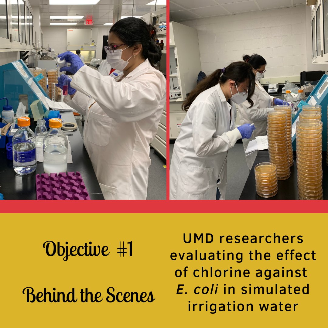 ps_sci's tweet photo. We’re back with our weekly updates about research and extension activities! Check out the work @UMD_AGNR is doing on #objective1!
#makeCONTACT #research #science #sciencestartshere #lab #field #freshproduce #producesafety #foodscience #foodsafety #CONTACT #producesafetyscience https://t.co/5sf9q5wVm2