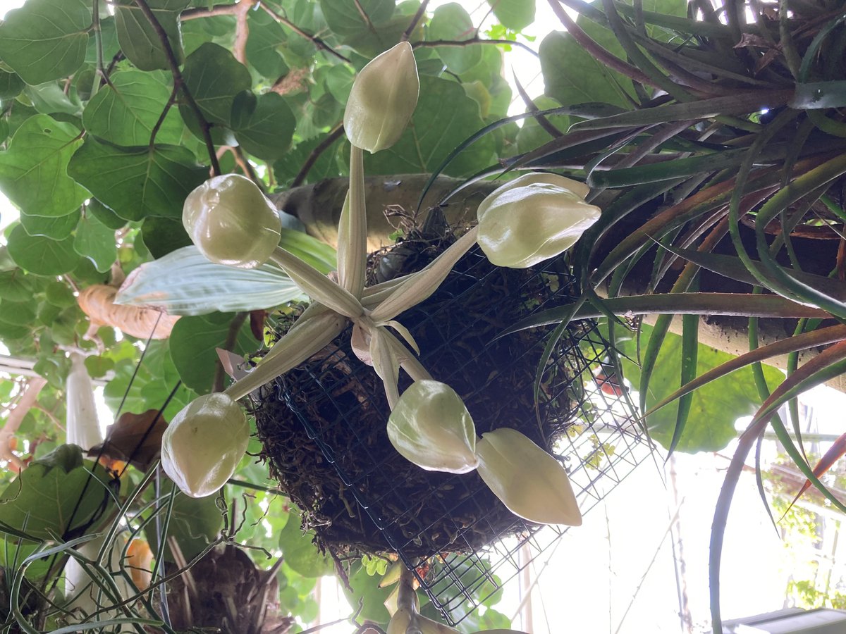 UtuOrchids's tweet photo. My flowers carry cinnamon scent and they are now open. Stanhopea ruckeri is native to Mexico and Central America. #stanhopea #utubotgar @UniTurku #VisitRuissalo #orchids https://t.co/hjcnDIUTOW