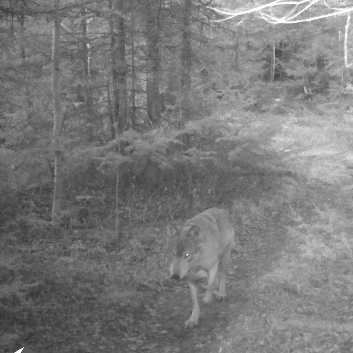 ISROWolves's tweet photo. Wolves can chew on moose antlers! These two photos show an adult wolf carrying a small moose shed. Antlers more commonly chewed on by smaller mammals, such as hares and mice. However, antlers can provide a variety of minerals, such as calcium, to supplement the wolf diet. https://t.co/ScuGZcHAyU