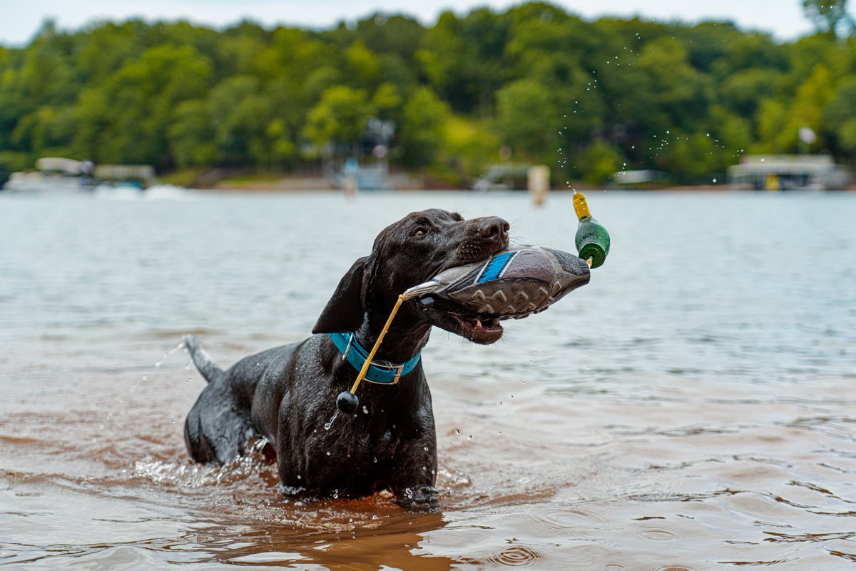 JustinFloyd1738's tweet photo. We got a wild bean #puppy #gsp #outdoors #fishing #kayaking https://t.co/MhUOuM2Ihu