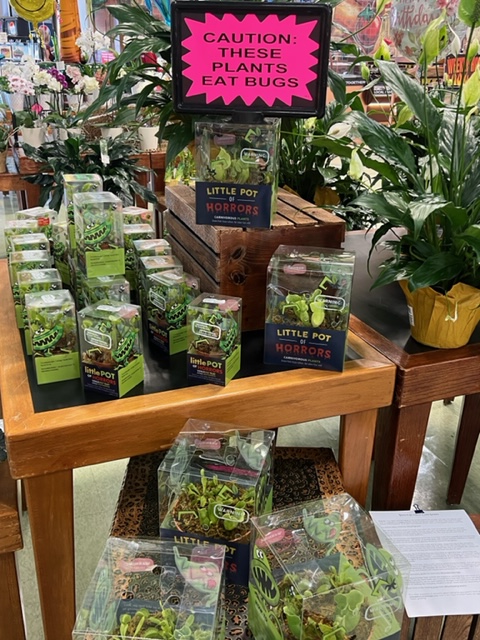 carnivorous plants

Cosentino's Watts Miller Price Chopper has carnivorous plants! Get 'em while you can. A perfect natural remedy to get rid gnats!