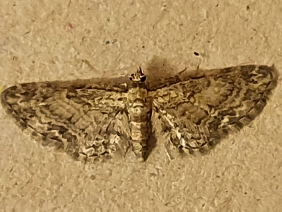 is this just a common pug? or something else?.  <a href="/MOTHIDUK/">UK Moth Identification</a> <a href="/dgcountryside/">dave grundy🇪🇺😷</a> ?