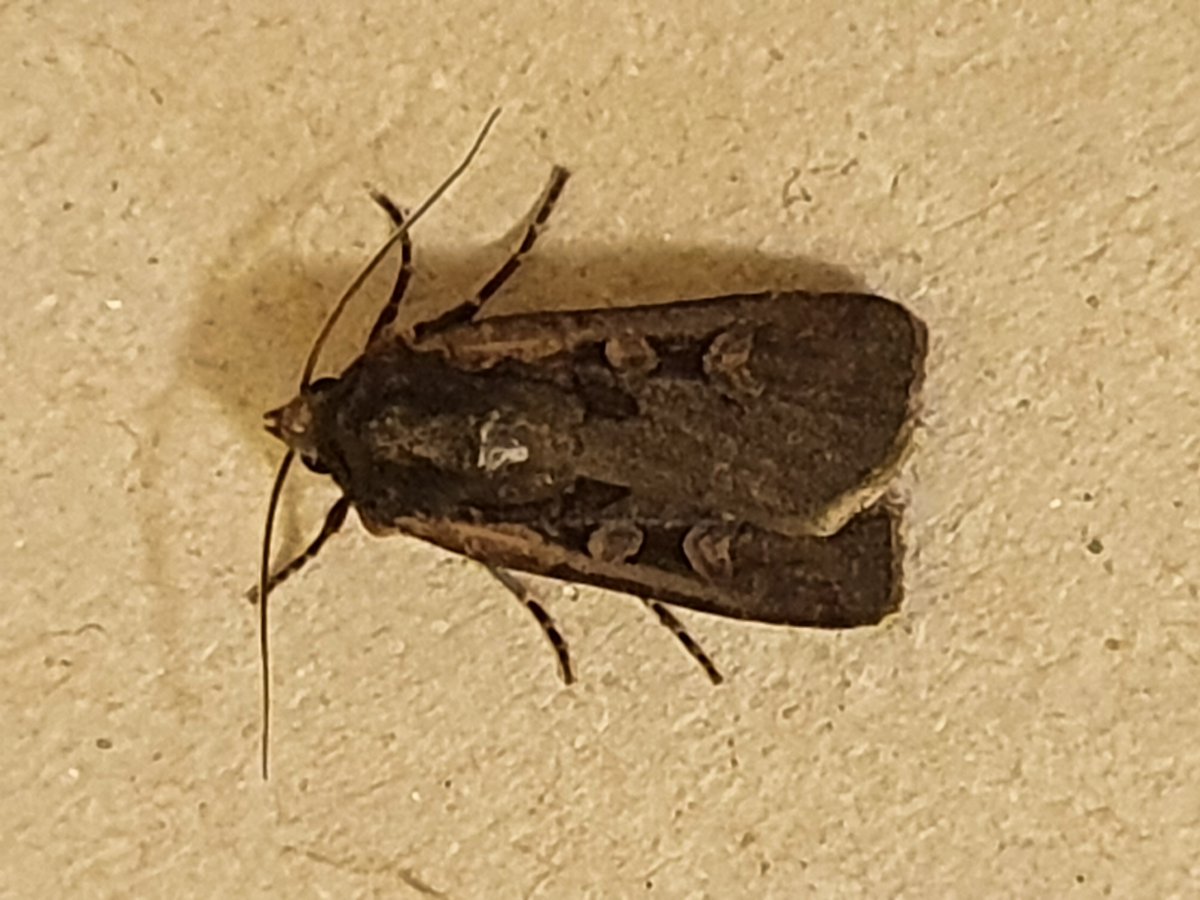 Square spot dart? new for the garden.  <a href="/MOTHIDUK/">UK Moth Identification</a> <a href="/dgcountryside/">dave grundy🇪🇺😷</a> thanks