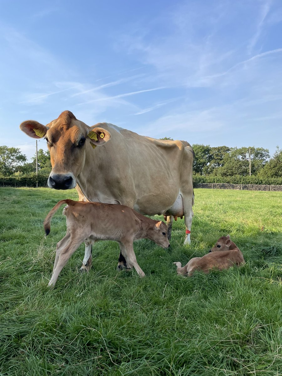 Very pleased with a set of twin heifers out of my favourite cow on Saturday! Hopefully they’ll follow in her footsteps and be next years showing maiden heifers! 🐮