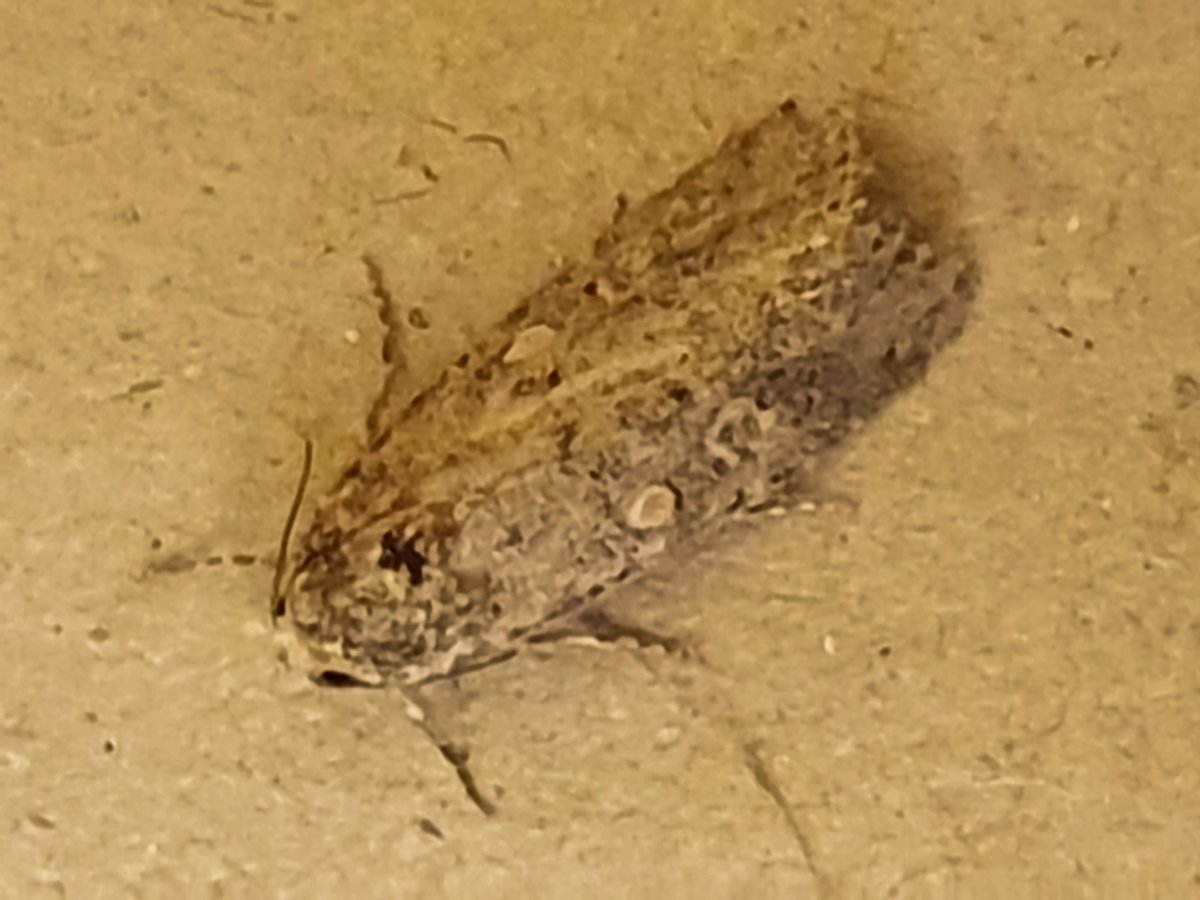 very worn Small mottled willow?