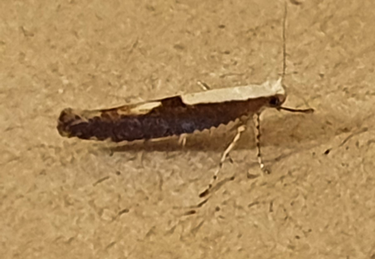 Caloptilia semifusca? <a href="/MOTHIDUK/">UK Moth Identification</a> <a href="/dgcountryside/">dave grundy🇪🇺😷</a>