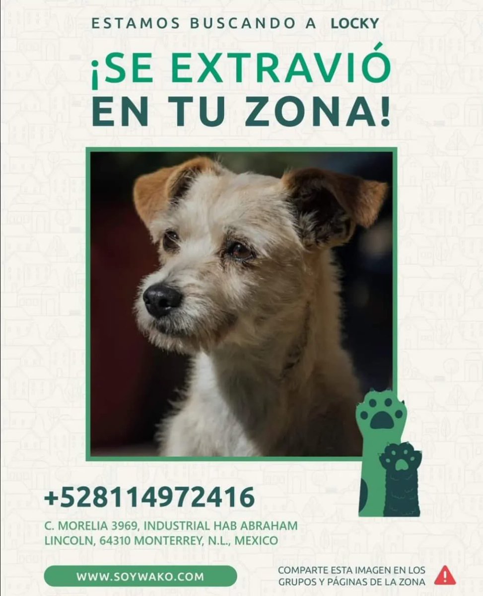 bilofranco's tweet photo. Atención! Se busca mascota extraviada en #monterrey ayúdalo q regresar a casa. Informes con @geraxsk8 https://t.co/azeJ3E4A5v