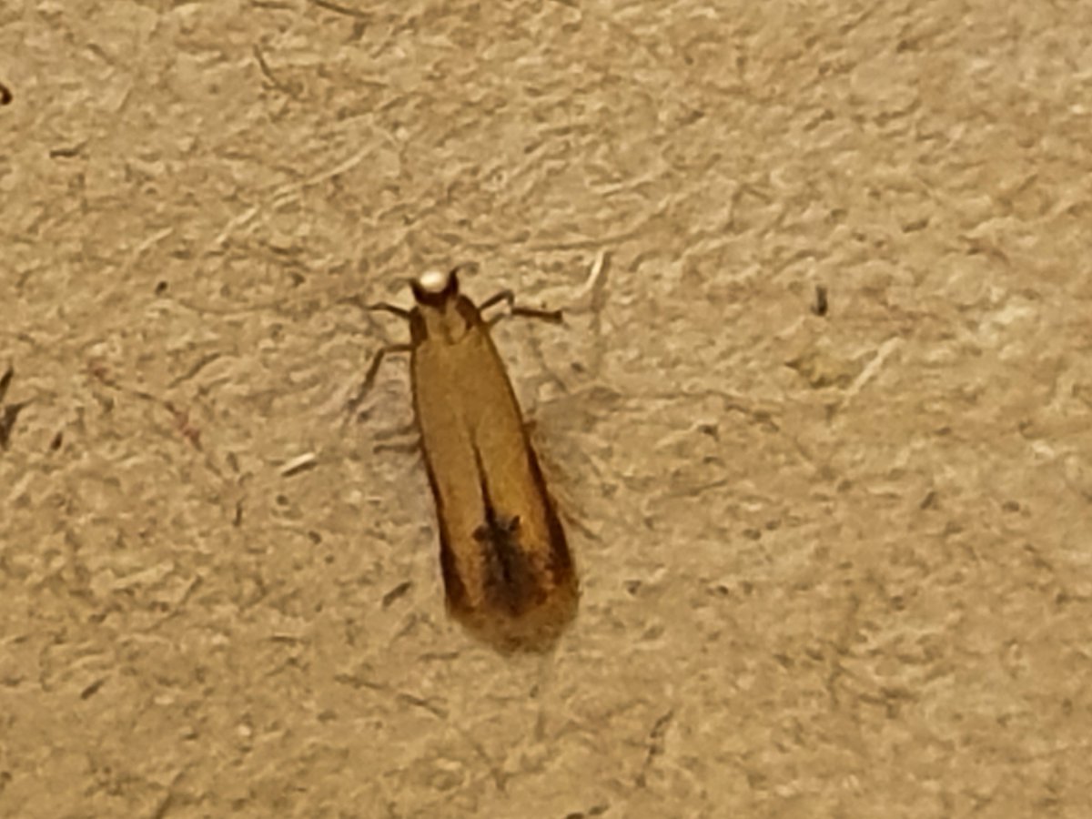 Coptotriche marginea? <a href="/MOTHIDUK/">UK Moth Identification</a> <a href="/dgcountryside/">dave grundy🇪🇺😷</a>