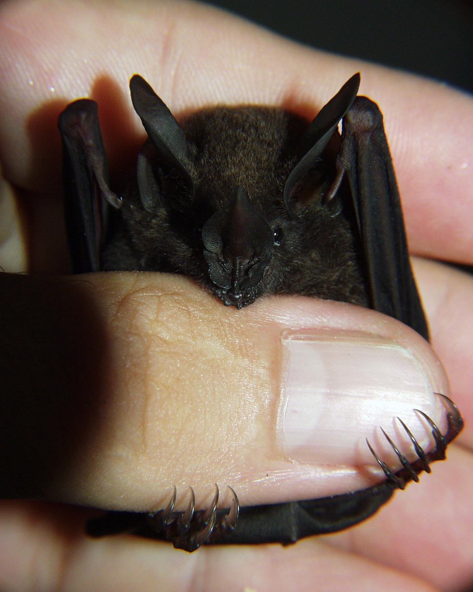I am the night 🦇 (disclaimer: old pre-glove awareness photo). #Panama #BarroColoradoIsland #cuteashell