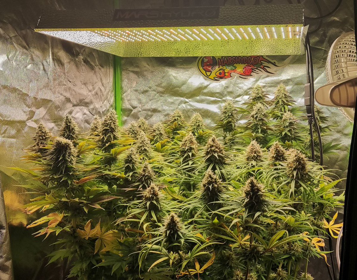 Buenos_Humos's tweet photo. 😍😍 SORTEO DE LÁMPARA LED MARSHYDRO TS600 😍😍

Sorteamos esta lámpara LED de los colegas de MARSHYDRO con 100W y 36x31cm. Ideal para dos plantas.
Fue el primer modelo de Marshydro que usé y es TOP! 

Para participar:

➡️ RT
➡️ Follow @Buenos_Humos
➡️ Follow @MarsHydroLight https://t.co/4mJIT7Sa2a