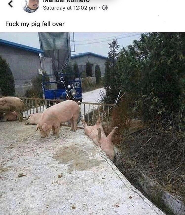 softboiledegg tweet media