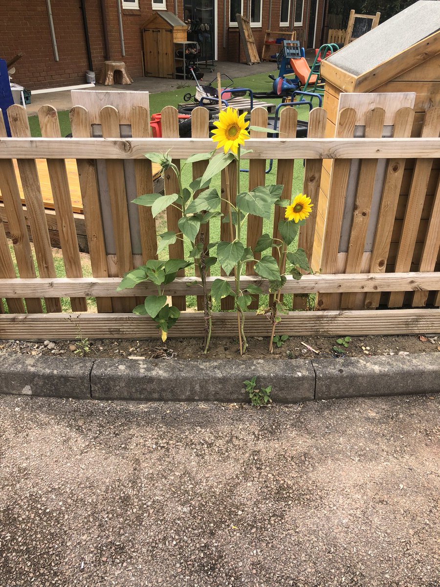Just came in to set up my classroom and look what I can see? How amazing are our sunflowers that we planted in the summer term?🌻❤️@kestrelmead