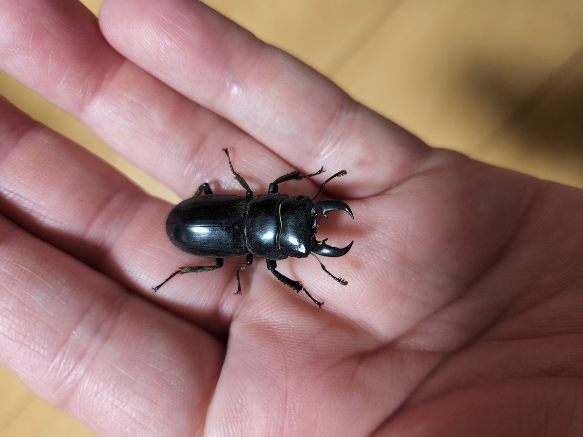 東京で初めて捕獲できました。杉並区産ヒラタ。小さいけど感動したな。