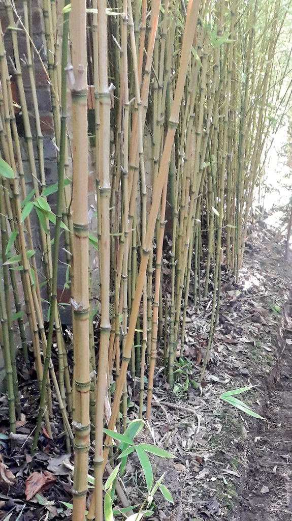 Phyllostachys aurea