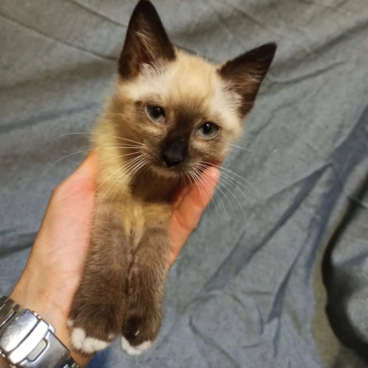 gatera_la's tweet photo. A PERSY la familia que lo tenía abandonó la casa y le dejaron en ella... Tenía pulgas, infección en los ojos, estornudos y diarreas. Menos mal que quien nos lo trajo no miró para otro lado.
Si quieres adoptar a Persy, escríbenos a adopciones@lagatera.org
#adopción #gato https://t.co/lhNVtnOBuk