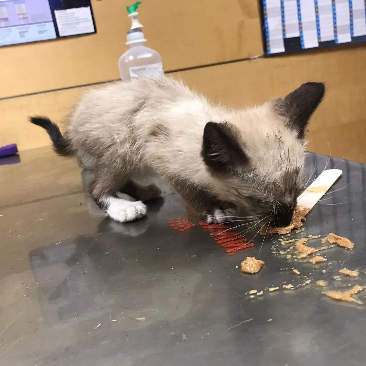 gatera_la's tweet photo. A PERSY la familia que lo tenía abandonó la casa y le dejaron en ella... Tenía pulgas, infección en los ojos, estornudos y diarreas. Menos mal que quien nos lo trajo no miró para otro lado.
Si quieres adoptar a Persy, escríbenos a adopciones@lagatera.org
#adopción #gato https://t.co/lhNVtnOBuk