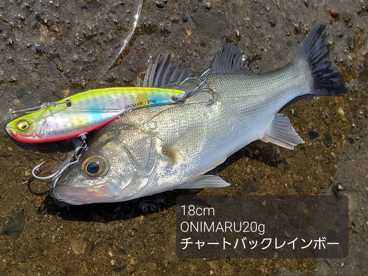oldacquaint's tweet photo. 8/15
湾奥河川
デイゲーム
#オカッパリ
釣果：3匹
シーバス2匹 56.18cm
クロダイ1匹 45cm
#schneider18
#onimaru20g
#メタルバイブ(フェザー付)

暑いし渋いしでしんどかったな～。

#シーバス
#seabass
#鱸
#シーバス釣り
#ビッグベイト
#湾奥 https://t.co/DxJCN4IL2g