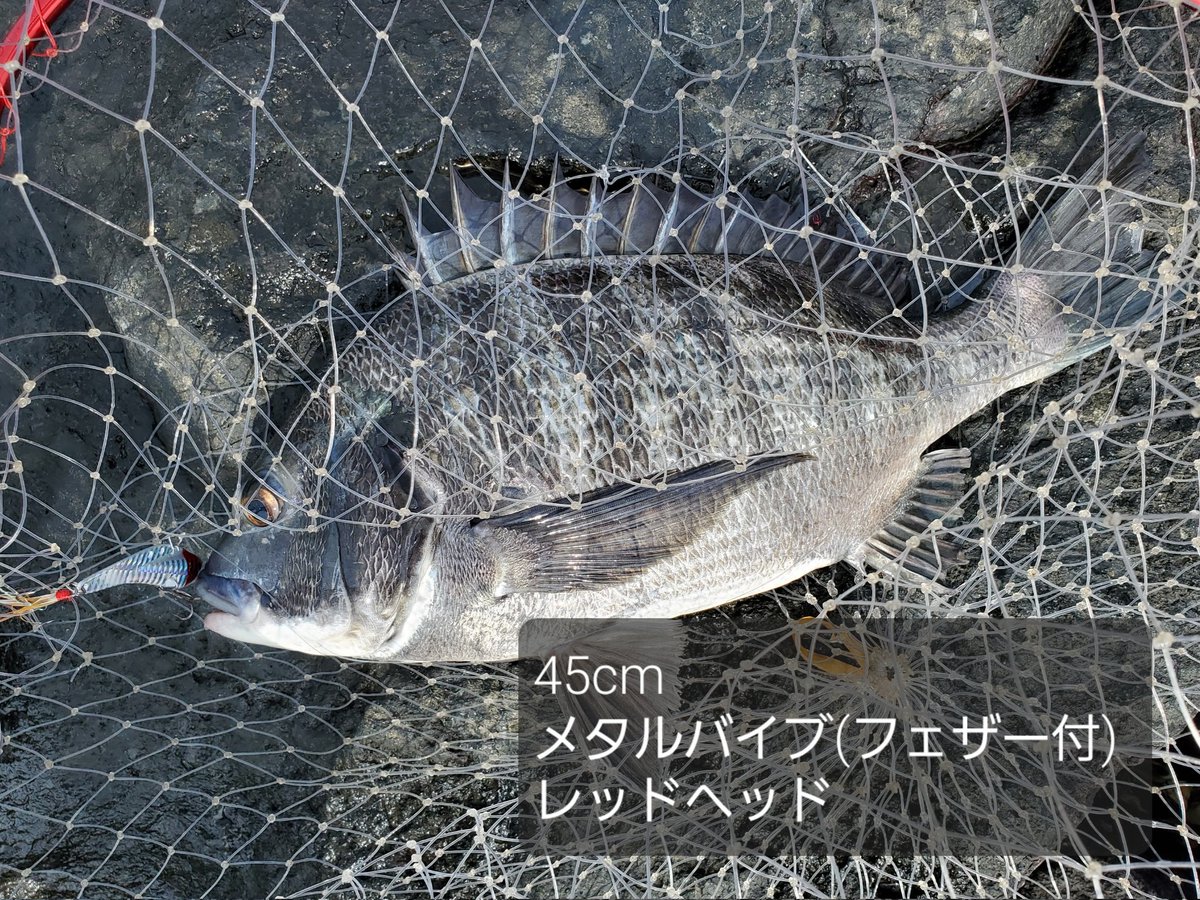 oldacquaint's tweet photo. 8/15
湾奥河川
デイゲーム
#オカッパリ
釣果：3匹
シーバス2匹 56.18cm
クロダイ1匹 45cm
#schneider18
#onimaru20g
#メタルバイブ(フェザー付)

暑いし渋いしでしんどかったな～。

#シーバス
#seabass
#鱸
#シーバス釣り
#ビッグベイト
#湾奥 https://t.co/DxJCN4IL2g