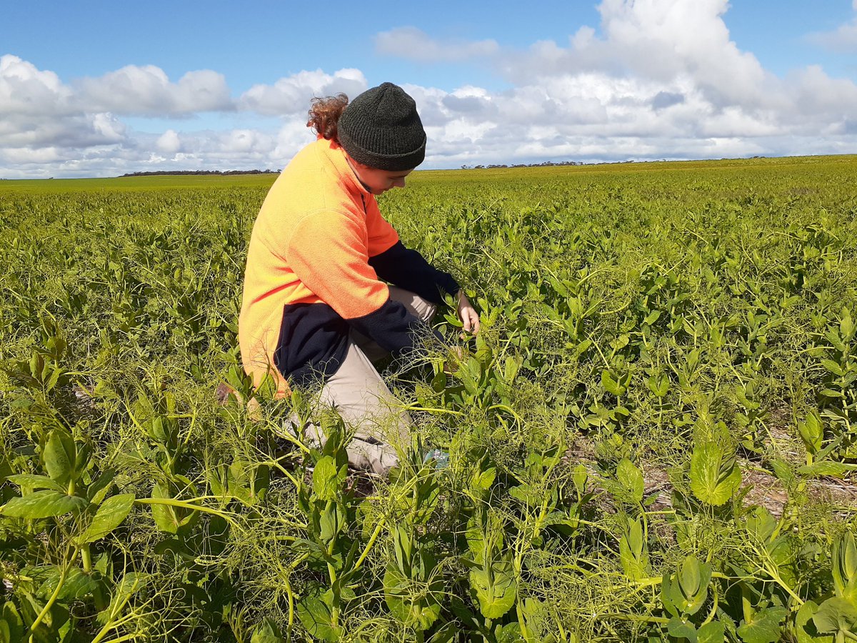 PennyRo25927708's tweet photo. The pulse trial continues to the Eyre Peninsula this week, looking good around Tooligie, ready for the pulse field day in September!
Pulse varieties, weed management and herbicides, pulse legacy. @theGRDC #SARDIscience https://t.co/zKakwCM3YM