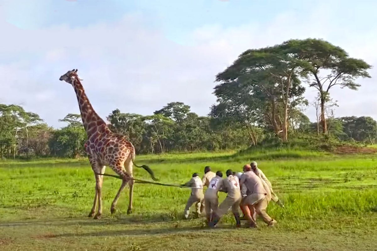 Giraf op bijzondere wijze gered van stuk ijzerdraad om nek in Afrika. Bekijk de beelden hier: bit.ly/3pqajiR