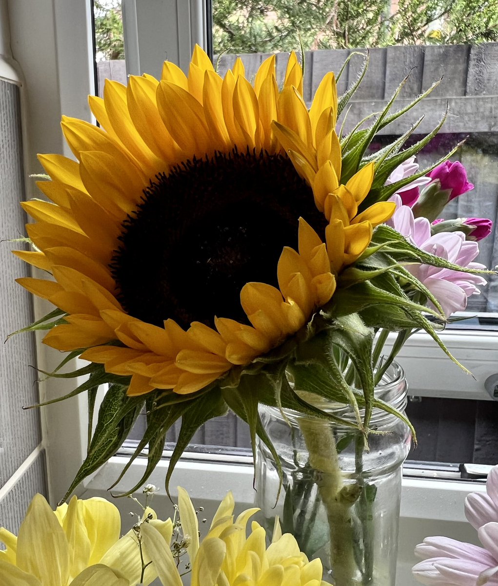 SamBobHaydon's tweet photo. Happy Monday to you! #whatsinyourvase festival jam jars here from the weekend’s bash, brightening up the place as the garden is looking 💩🤣. Looking forward to rain tomorrow! 🙏🏼🌧 Enjoy your day. 🌻🌼🌸#GardeningTwitter #summer #festivalflowers #raindancing https://t.co/qZUqEOoj0p