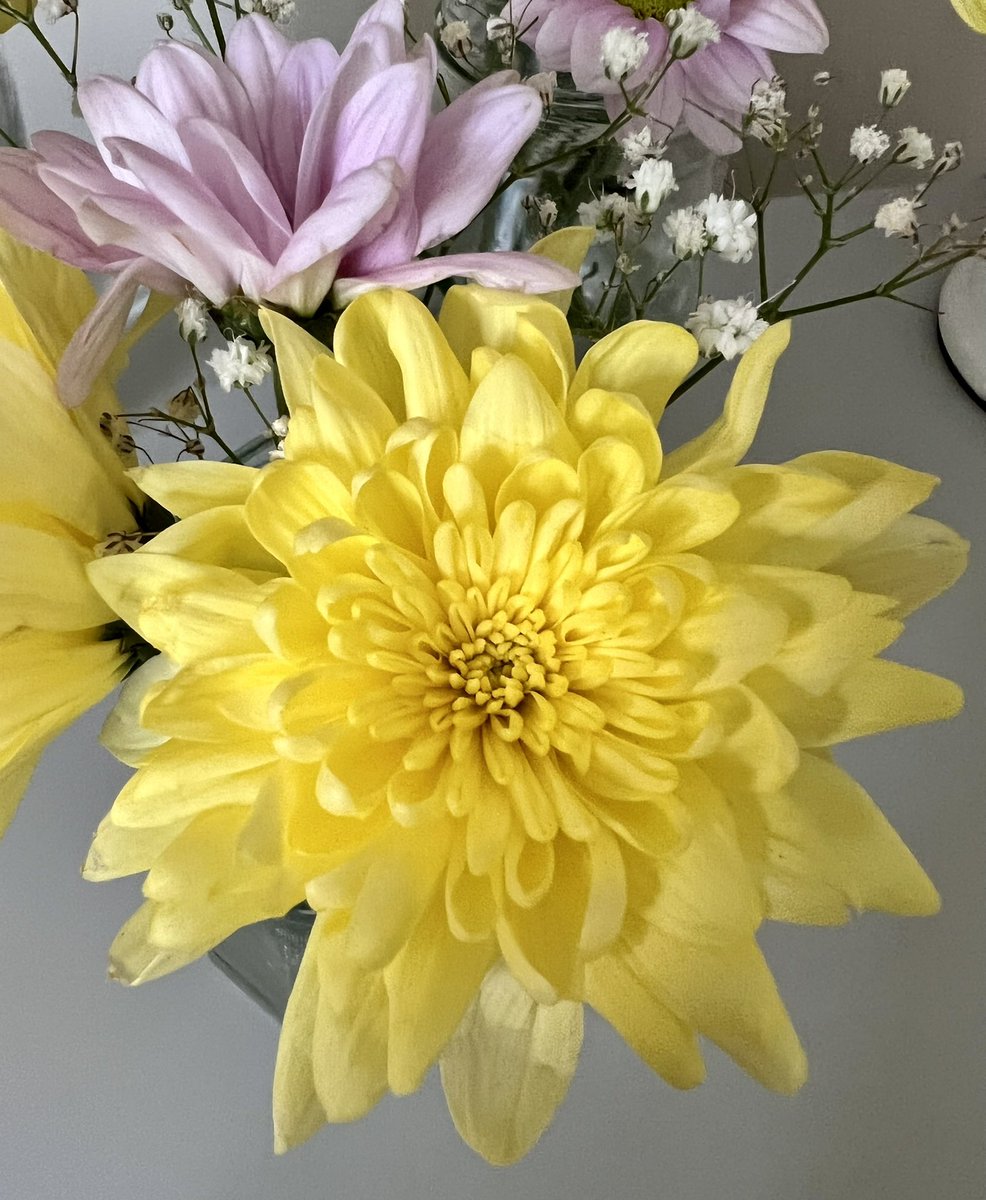 SamBobHaydon's tweet photo. Happy Monday to you! #whatsinyourvase festival jam jars here from the weekend’s bash, brightening up the place as the garden is looking 💩🤣. Looking forward to rain tomorrow! 🙏🏼🌧 Enjoy your day. 🌻🌼🌸#GardeningTwitter #summer #festivalflowers #raindancing https://t.co/qZUqEOoj0p
