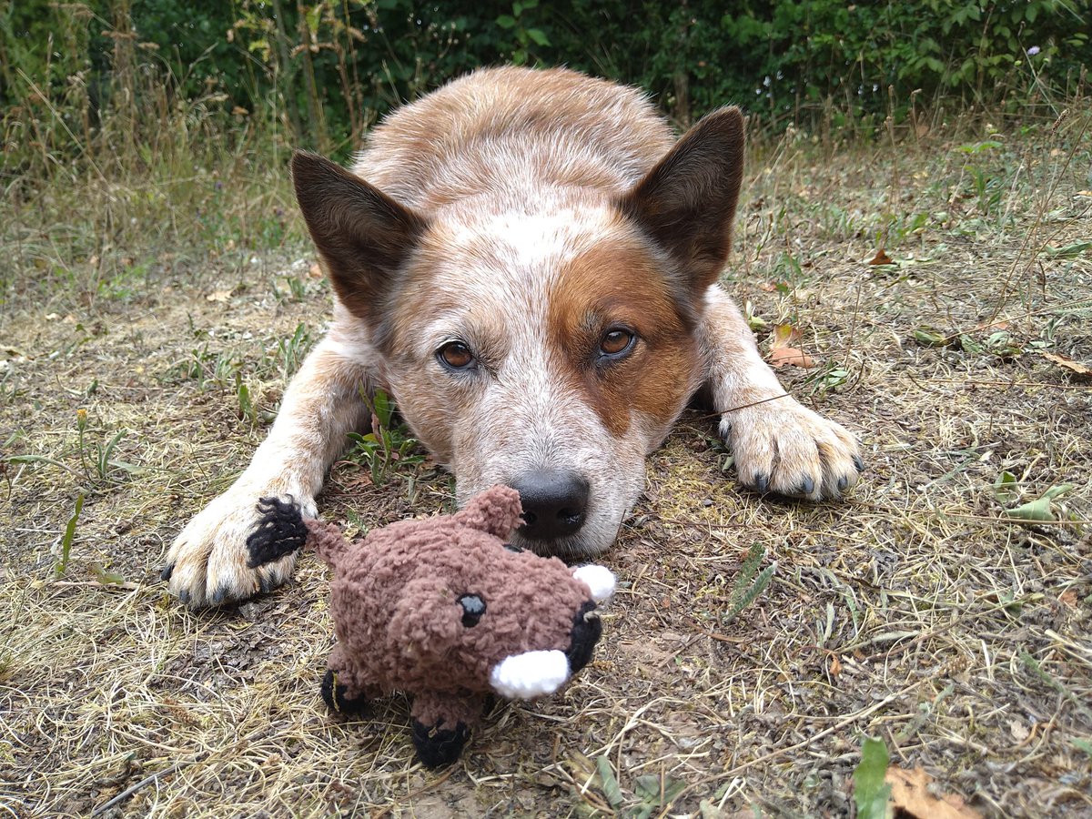 PAWPRINT_de's tweet photo. Wir haben ein aufregendes Wochenende hinter uns und die ersten beiden Prüfungen für die ASP-Kadaversuche in der Tasche 😁👍
#ASP #tcrh #aspkadaverspürhund #mosbach https://t.co/1CwY66SpRV