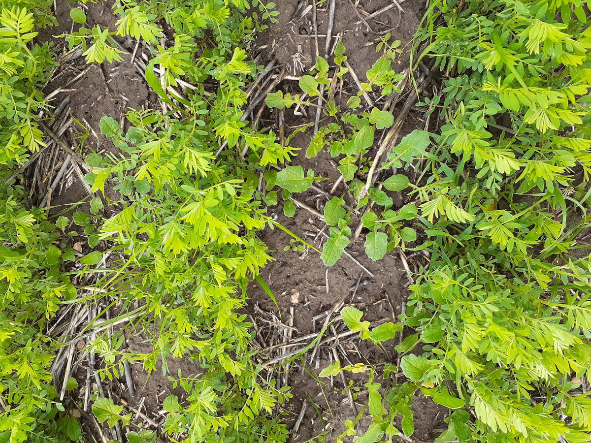 PennyRo25927708's tweet photo. The pulse trial continues to the Eyre Peninsula this week, looking good around Tooligie, ready for the pulse field day in September!
Pulse varieties, weed management and herbicides, pulse legacy. @theGRDC #SARDIscience https://t.co/zKakwCM3YM