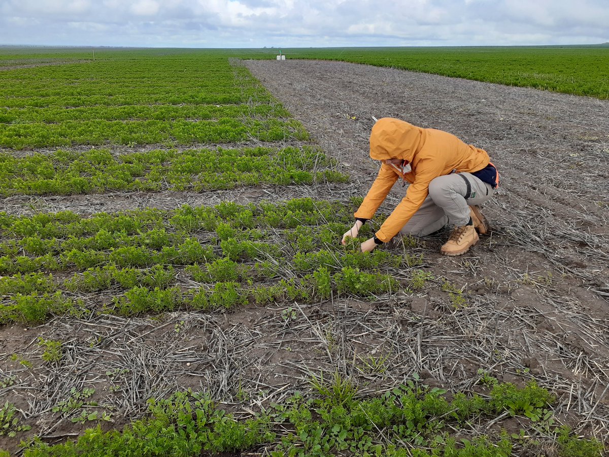 PennyRo25927708's tweet photo. The pulse trial continues to the Eyre Peninsula this week, looking good around Tooligie, ready for the pulse field day in September!
Pulse varieties, weed management and herbicides, pulse legacy. @theGRDC #SARDIscience https://t.co/zKakwCM3YM