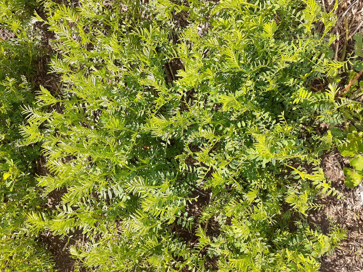 PennyRo25927708's tweet photo. The pulse trial continues to the Eyre Peninsula this week, looking good around Tooligie, ready for the pulse field day in September!
Pulse varieties, weed management and herbicides, pulse legacy. @theGRDC #SARDIscience https://t.co/zKakwCM3YM