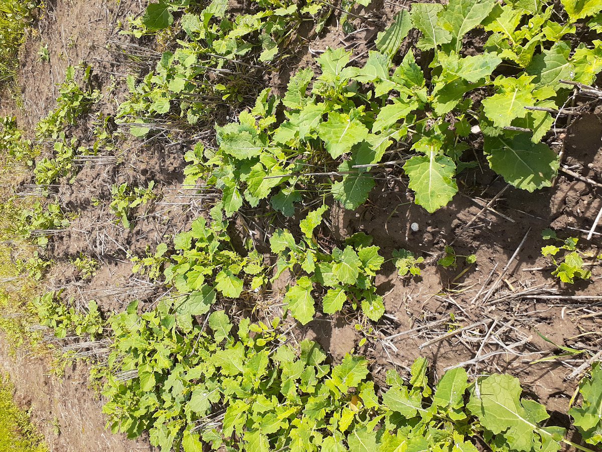 PennyRo25927708's tweet photo. Intercropping looking good on the mid Eyre Peninsula, faba bean-lenil and lentil-canola mixes compared to regular monoculture break crops. Looking at legacy benefits/impacts as well as production. @theGRDC #SARDIscience #IntercroppingIsFun https://t.co/NwAbTQy1Vo