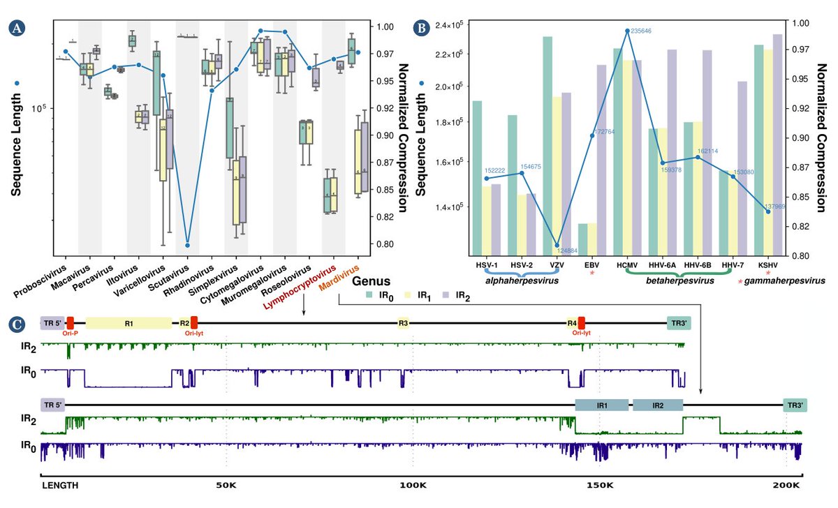 Bioinformaticx's tweet image. The complexity landscape of viral genomes

doi.org/10.1093/gigasc…

#Bioinformatics 
#Bioinformaticx
