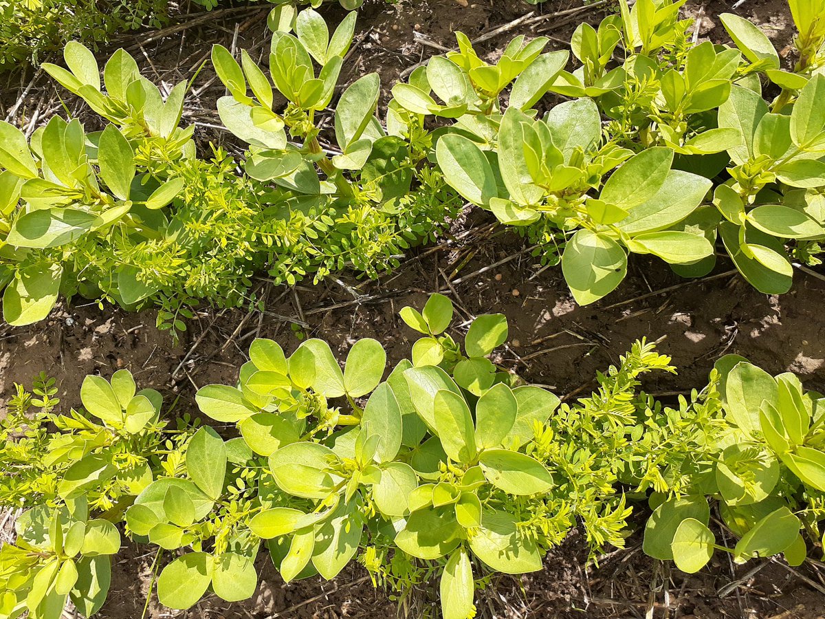 PennyRo25927708's tweet photo. Intercropping looking good on the mid Eyre Peninsula, faba bean-lenil and lentil-canola mixes compared to regular monoculture break crops. Looking at legacy benefits/impacts as well as production. @theGRDC #SARDIscience #IntercroppingIsFun https://t.co/NwAbTQy1Vo