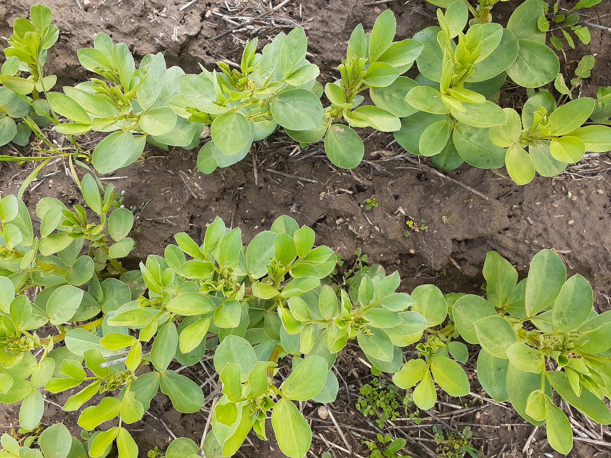 PennyRo25927708's tweet photo. Intercropping looking good on the mid Eyre Peninsula, faba bean-lenil and lentil-canola mixes compared to regular monoculture break crops. Looking at legacy benefits/impacts as well as production. @theGRDC #SARDIscience #IntercroppingIsFun https://t.co/NwAbTQy1Vo