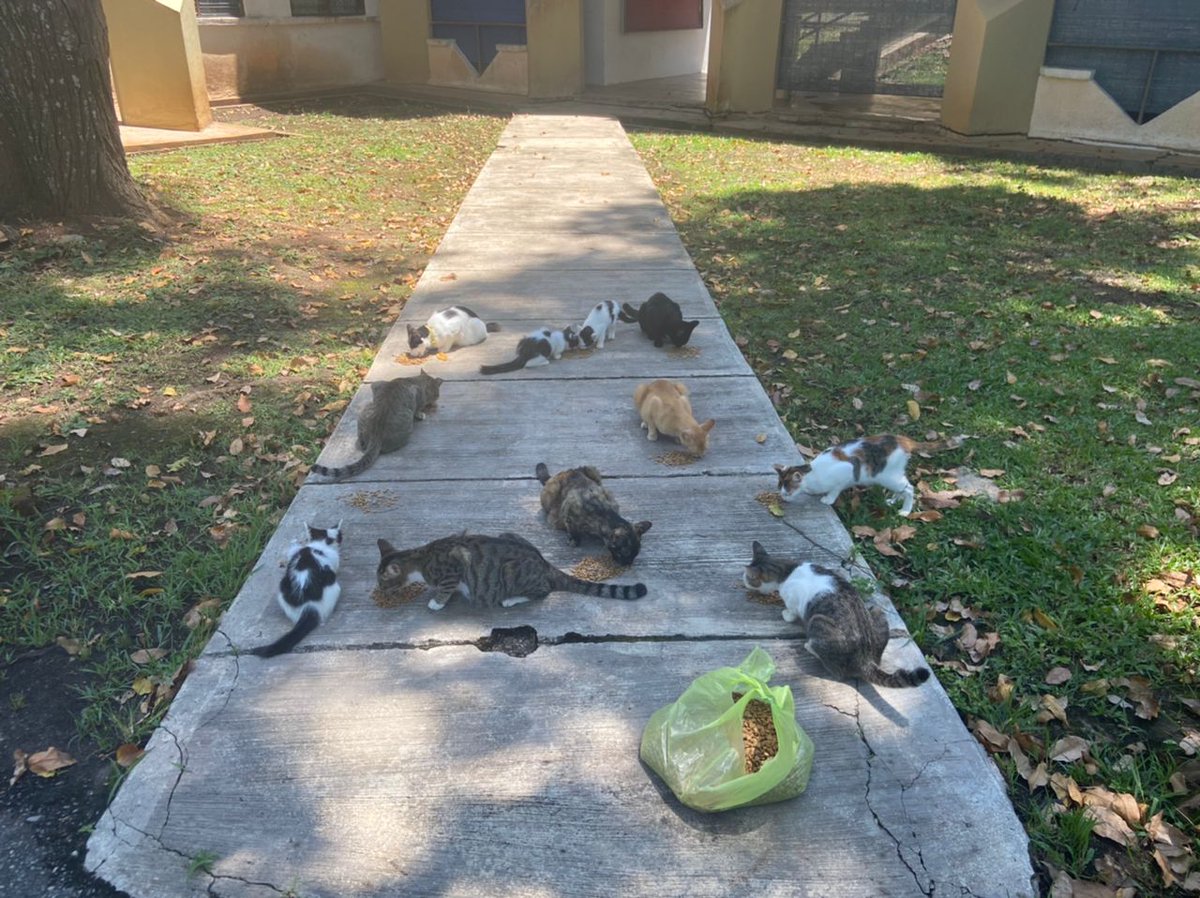 A small update from our ResQ team

Catfood have been distributed around UUM for the strays. You can also feed them by buying any one of our work, visit our pentas and buy any unsold work;
app.pentas.io/user/RongieShe…

Profit from the sold, will be donated to them