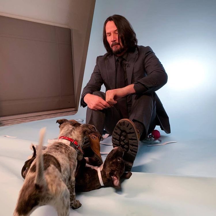 This picture lives rent free in my head ❤️😍 #keanureeves #puppies