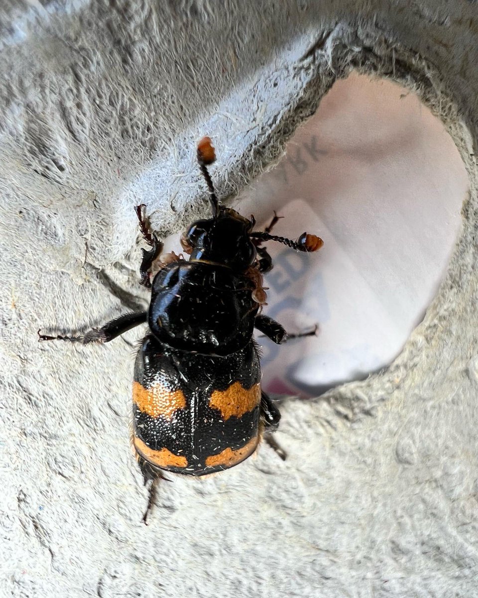 MiniBeastsUK's tweet photo. Another fun morning out trying to find insects. Found this amazing beetle which I think is a tomentose burying beetle? Looks amazing. 🪲
.
.
.

#insects #insect #insectworld #insectlovers
#insectphotography #insectsmacro #insectsofinstagram #insects_macro #insectstagram https://t.co/tuNSNJhVH8