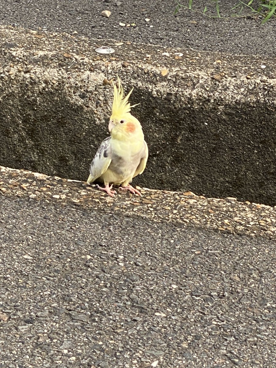 Shelfeed8228's tweet photo. バイク弄ってるとかわいいお客さん…てか、どっかから脱走してきたんじゃない！？
鳥って同種だけどよくわからんが、インコか何かかなぁ。首輪…はせんか、ふつー。 https://t.co/OGPOPVNIDp