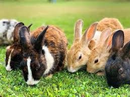 liquidlenspod's tweet photo. โBaby Rabbitsโ
Baby rabbits are called kits. Cute!
#learnsomethingnewdaily #babyrabbits #kits #rabbits #learn #know #grow #Liquid3_6๐ธ https://t.co/uvXkVJ8o7m