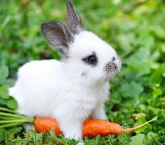 liquidlenspod's tweet photo. โBaby Rabbitsโ
Baby rabbits are called kits. Cute!
#learnsomethingnewdaily #babyrabbits #kits #rabbits #learn #know #grow #Liquid3_6๐ธ https://t.co/uvXkVJ8o7m