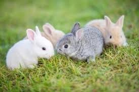 liquidlenspod's tweet photo. โBaby Rabbitsโ
Baby rabbits are called kits. Cute!
#learnsomethingnewdaily #babyrabbits #kits #rabbits #learn #know #grow #Liquid3_6๐ธ https://t.co/uvXkVJ8o7m
