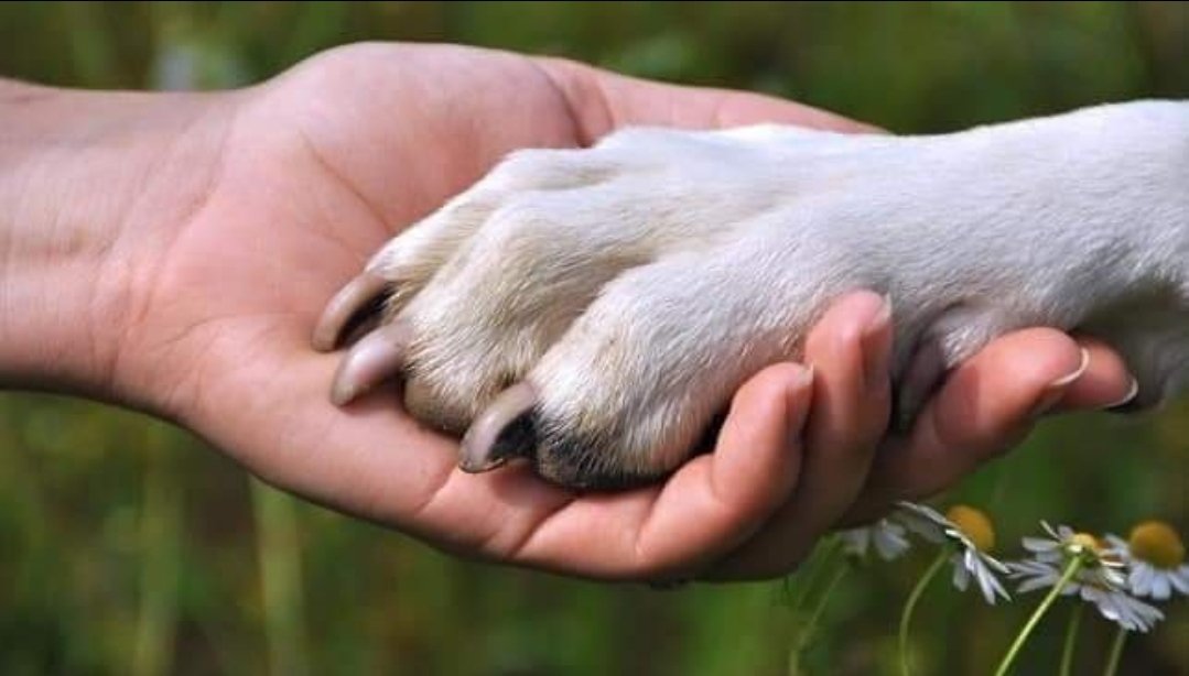 UK SPONSORSHIP 
We have a number of dogs in UK Kennels , some have been there a while now.

To help with UK Kennel bills, which are eye wateringly high, we are hoping to get as many people as possible to pledge just £6.50 a month sponsorship.
PLEASE DM FOR MORE INFO