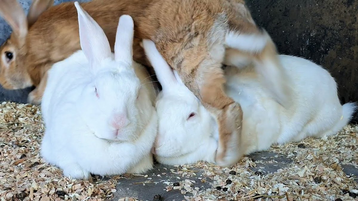 RabbitVideos's tweet photo. A #Cute #Bunny #Trio Relaxing Before ...
https://t.co/X8S87NZQKU
#Adopt #Adopted #Adopting #Adorable #Albino #Animal #Animals #Bird #BirdSounds #Birds #Blooper #Bum #Bums #Bunnies #Cheek #Cheeks #Clean #Cleaning #CuteBunny #CuteRabbit #Dewlap #Dewlaps #Dove #Doves #Ear https://t.co/8TsxDc6fb0