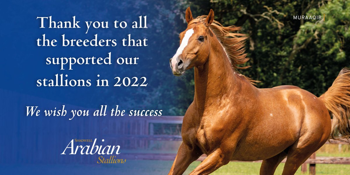 Shadwell Arabians (@shadwellarabian) on Twitter photo 