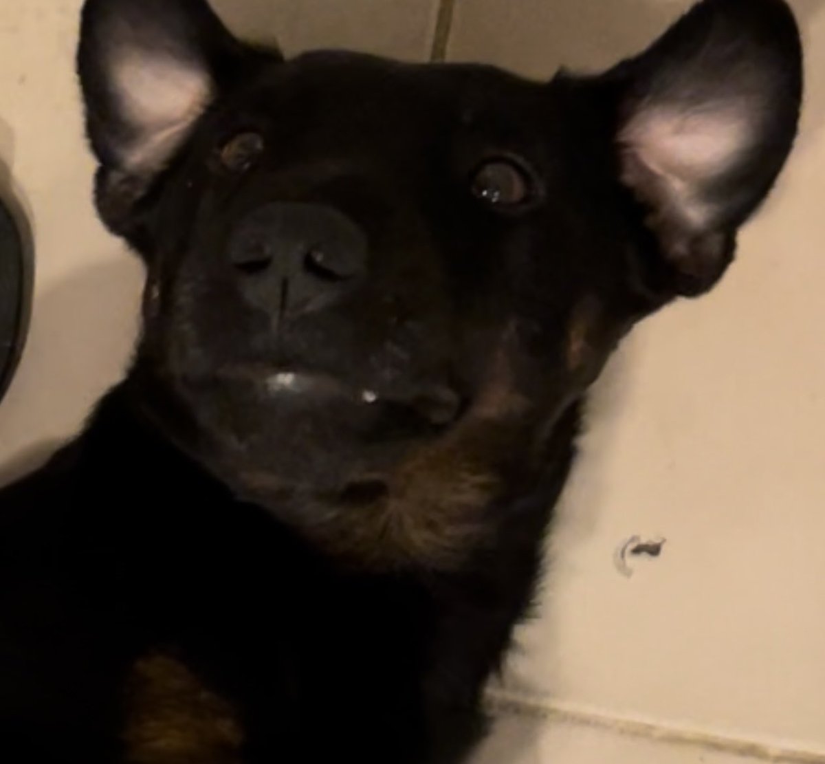 irenebaraa's tweet photo. Pintamos toda la casa y sin dejar caer una sola gota de pintura que no sea… ¡¿PERO QUE ES ESOOOOO?!

El perro de mi novio parece un… Murcielago? https://t.co/vkAx3rTxLg