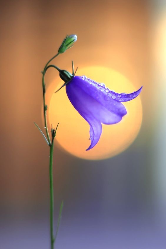 nature_forum's tweet photo. Amazing flower #nature https://t.co/pbF813nBMi