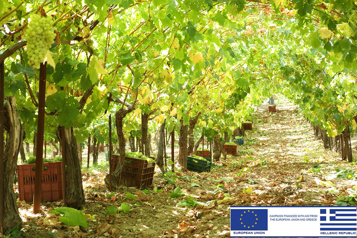 Paterianakis's tweet photo. 1750. This is considered to be the date of Muscat of Spina’s birth in a small village located in west Crete. It was a grape under extinction due to the high demands it had in cultivation , so its recent revival makes this Varietal wine one of a kind. 
#domainepaterianakis https://t.co/OTnPec6n3y