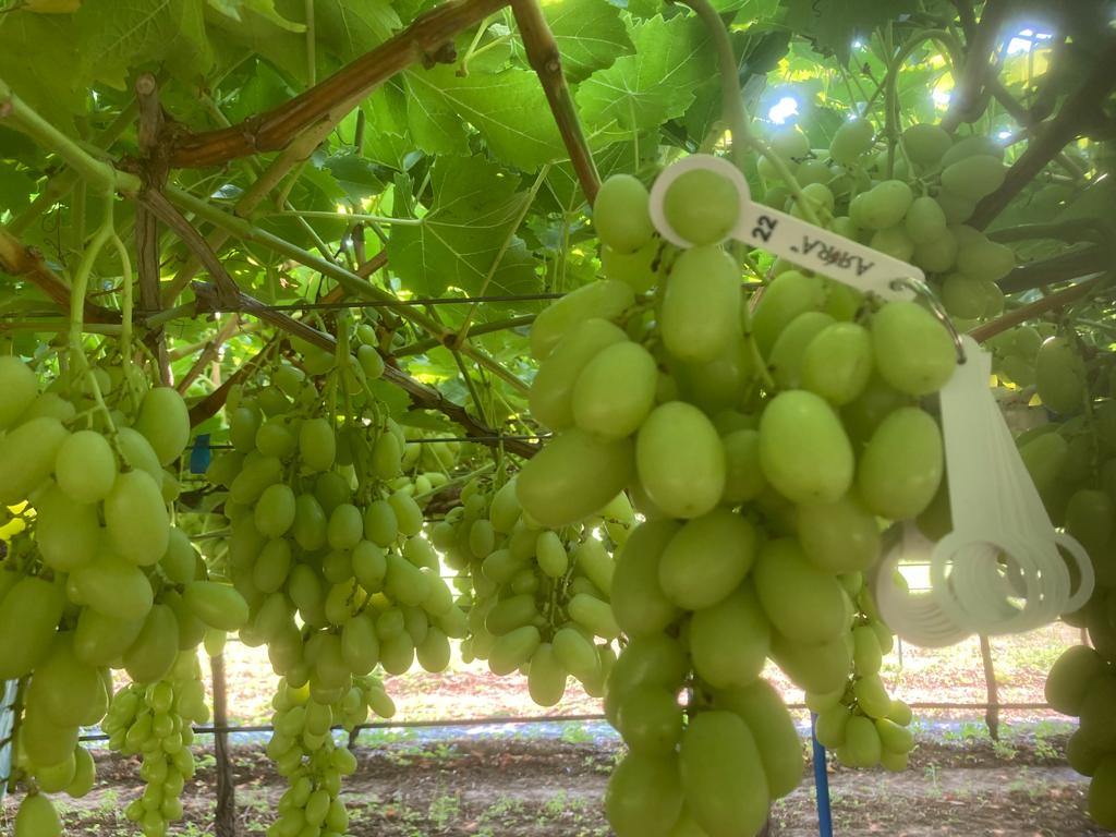 Jupiter Group tweet media