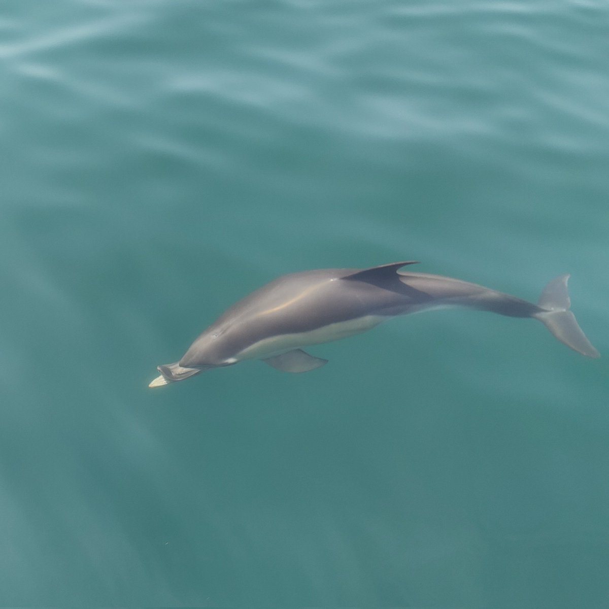 Adam Shorland tweet media