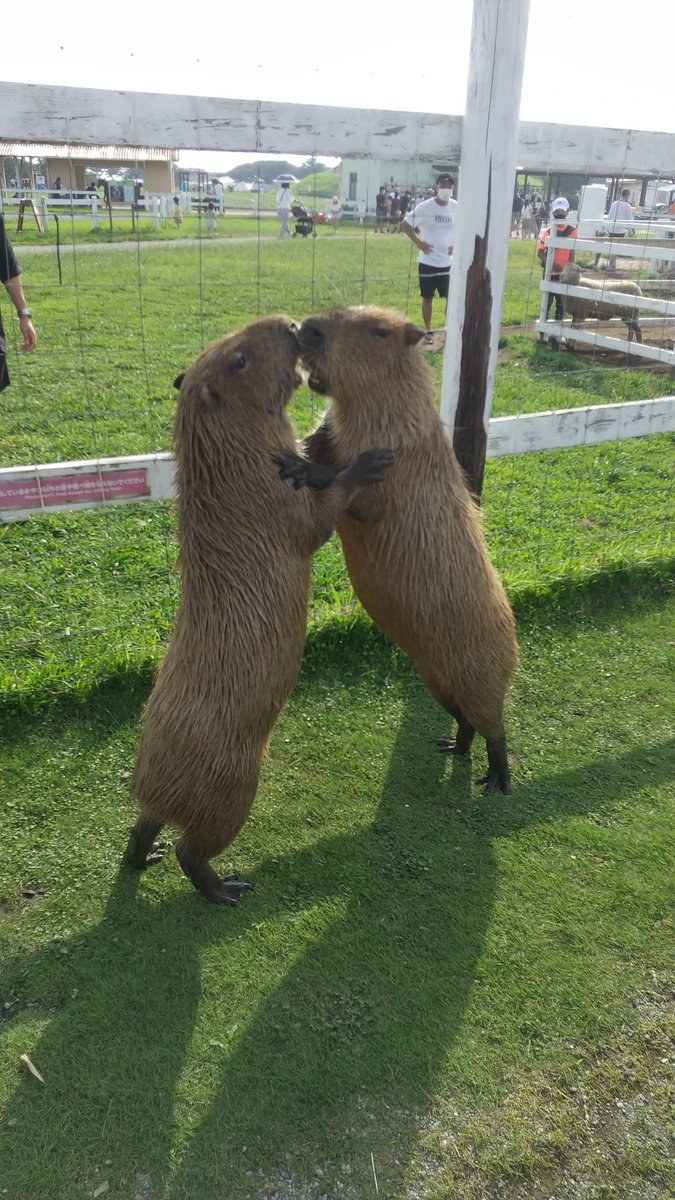 LikeCapybara's tweet photo. 夏休みラストにソレイユの丘へ行ってきた☀
カピバラが脱走しそうになるハプニングが起きたが、近くにいた人と連携して阻止した。
カピバラを撫でてゴロンさせたり、エサやりできて癒やされた🐭 https://t.co/xXUWBPKRwW